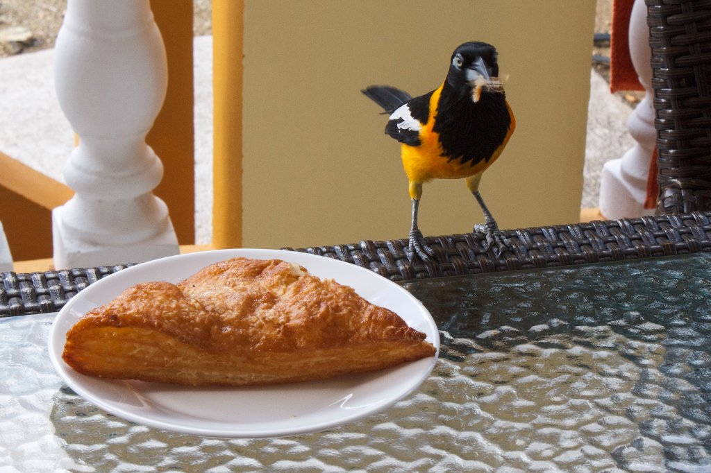 11-Troupial likes apple turnover.jpg - Troupial likes apple turnover